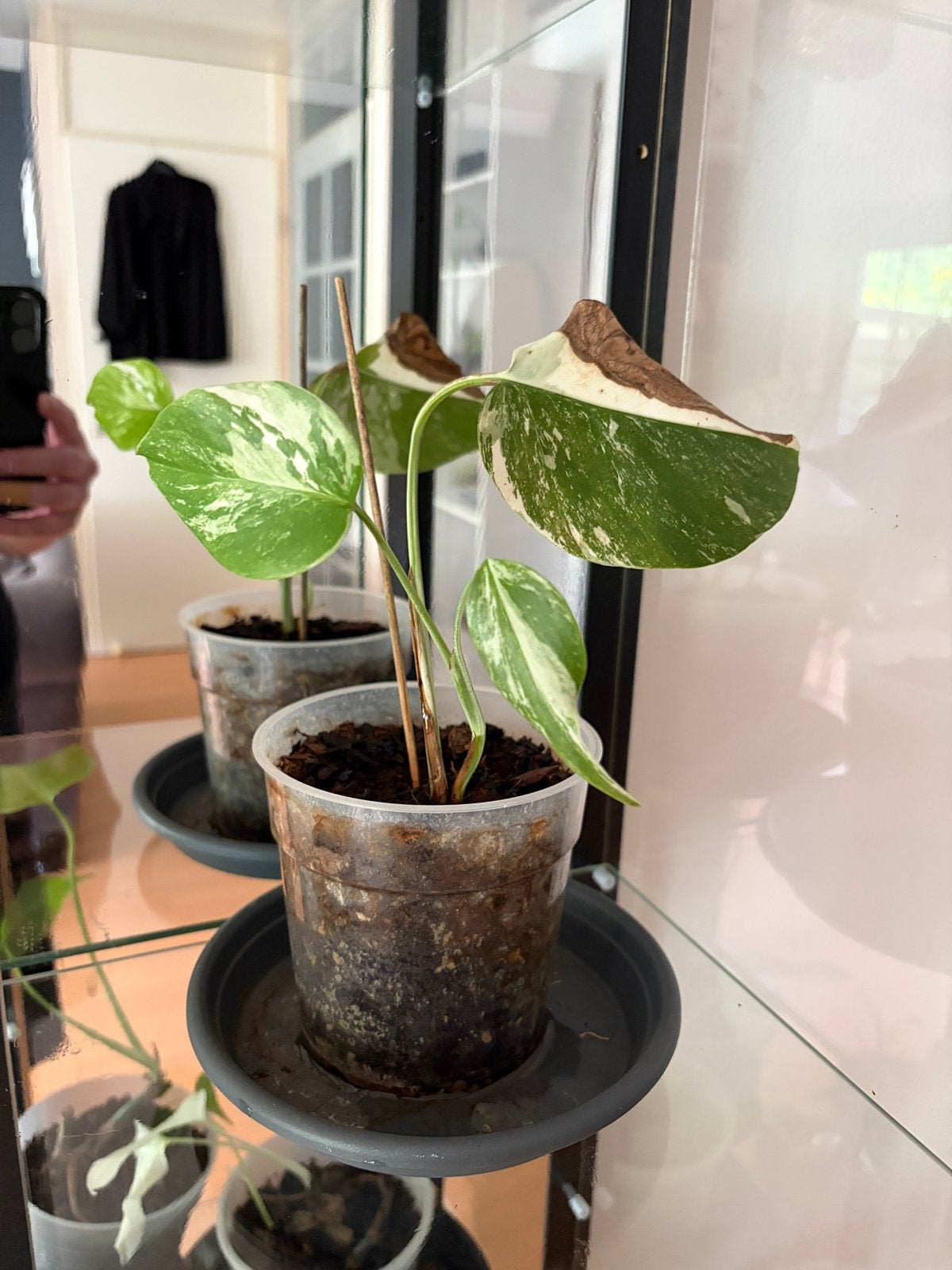 Monstera Variegata Albo, Huis en Inrichting, Kamerplanten, Ophalen of Verzenden, Halfschaduw, Minder dan 100 cm