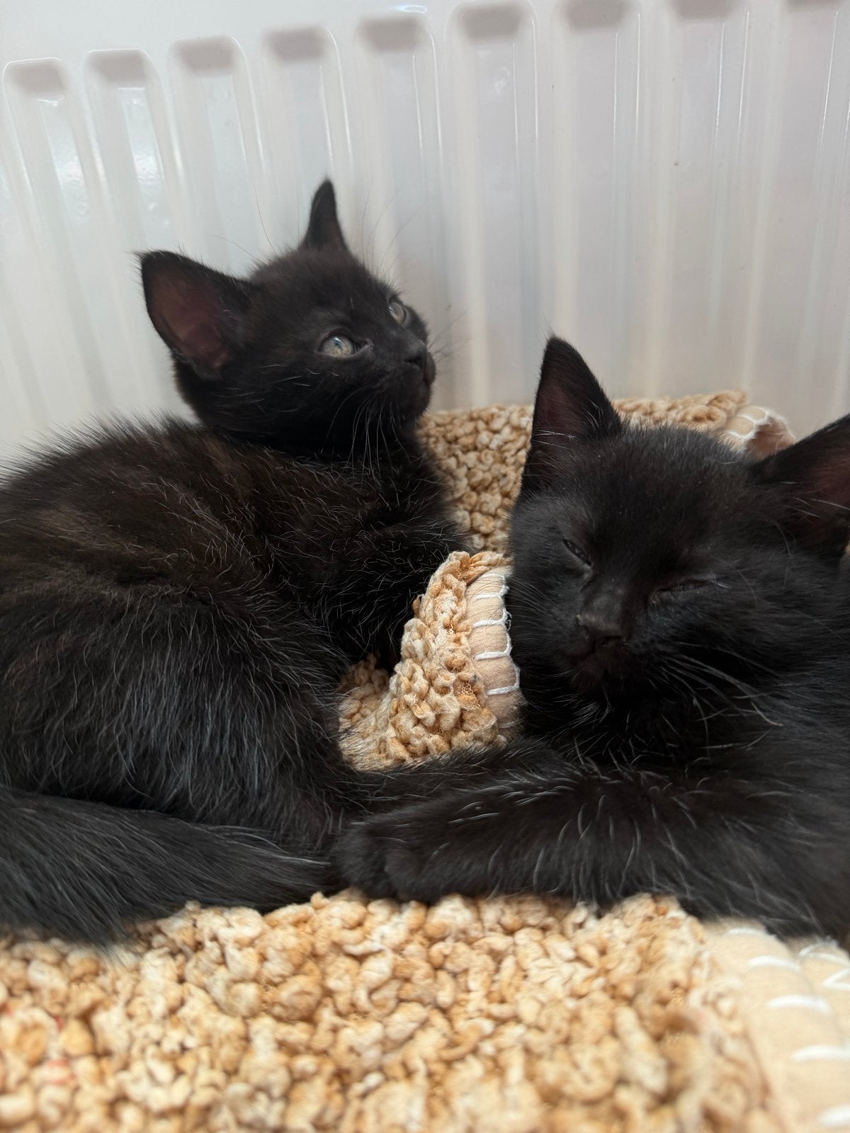 2 lieve kittens te koop (vrouwtjes), Dieren en Toebehoren, Poes, Kortharig, 0 tot 2 jaar