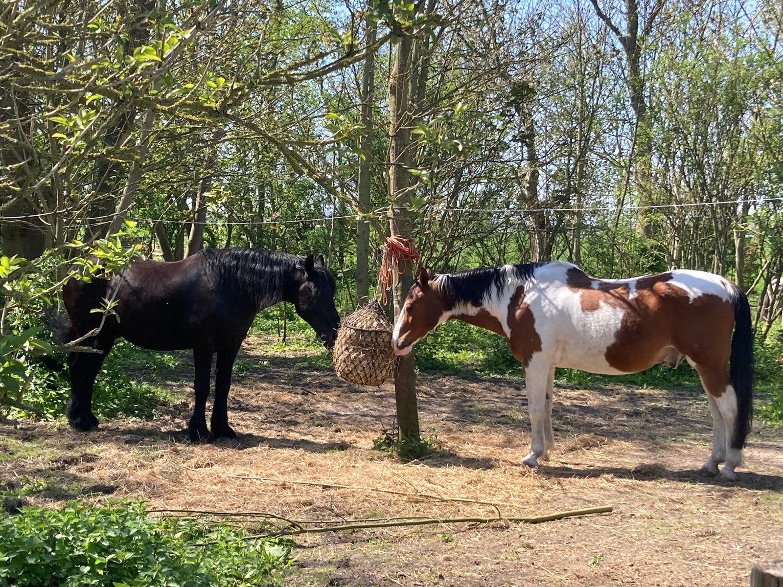 Paddock Paradise voor Shetlander!, Dieren en Toebehoren, Stalling, 1 paard of pony