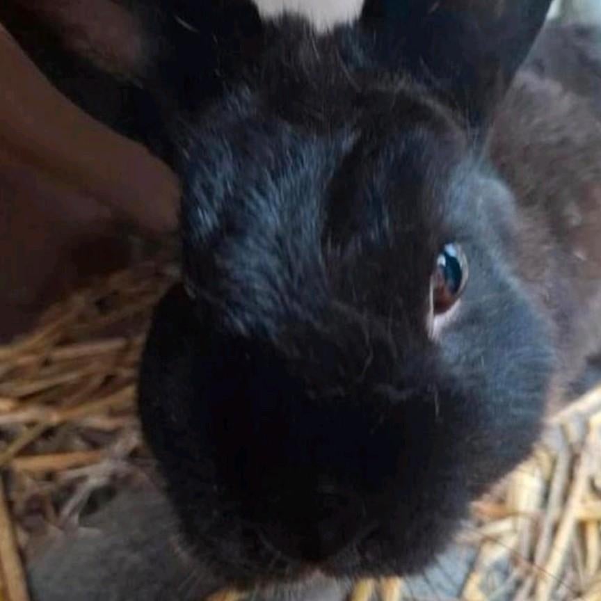Mooie ram/mannetjes konijn, Dieren en Toebehoren, Konijnen, Mannelijk, Klein, 0 tot 2 jaar