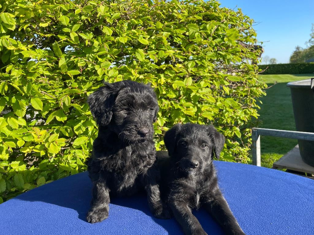 Doodle Pups, Dieren en Toebehoren, Honden | Niet-rashonden, Parvo, 8 tot 15 weken, Meerdere, Meerdere dieren
