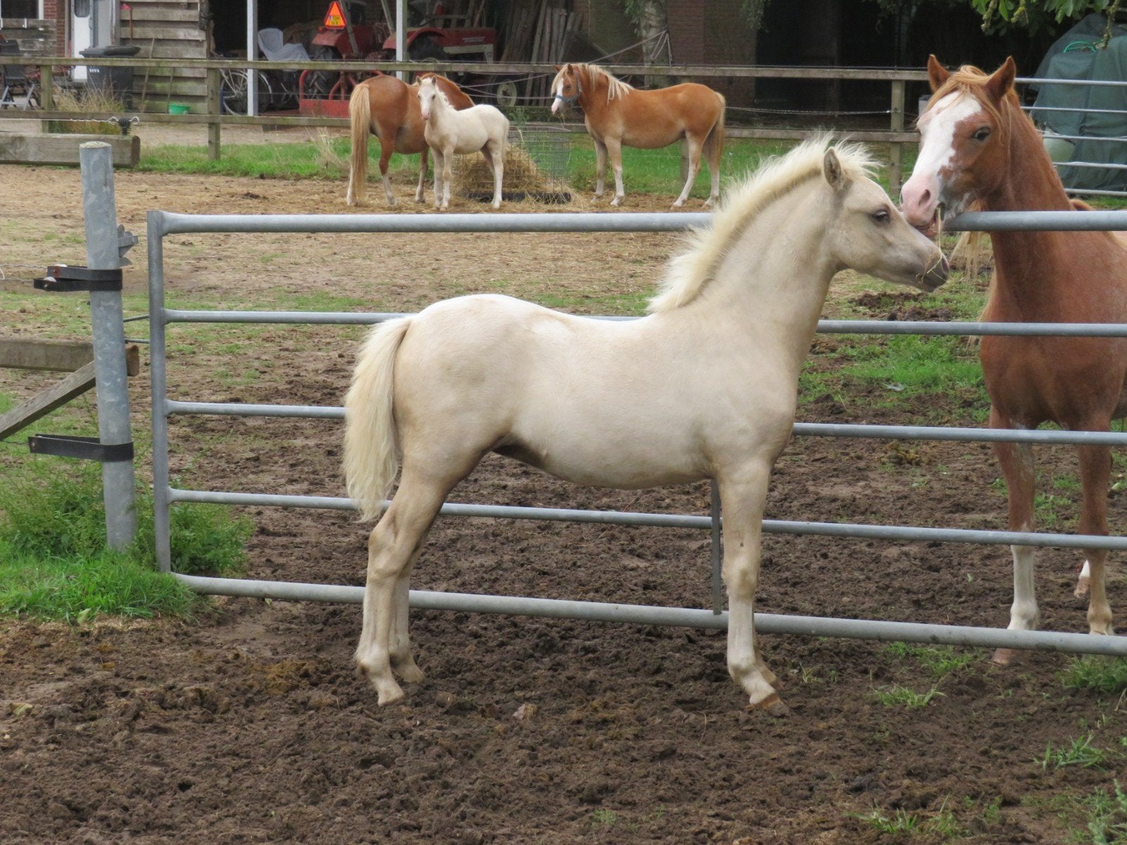 Droomkoppel alert! Twee palomino Welsh A hengstveulens, Dieren en Toebehoren, Hengst, Met stamboom, 0 tot 2 jaar