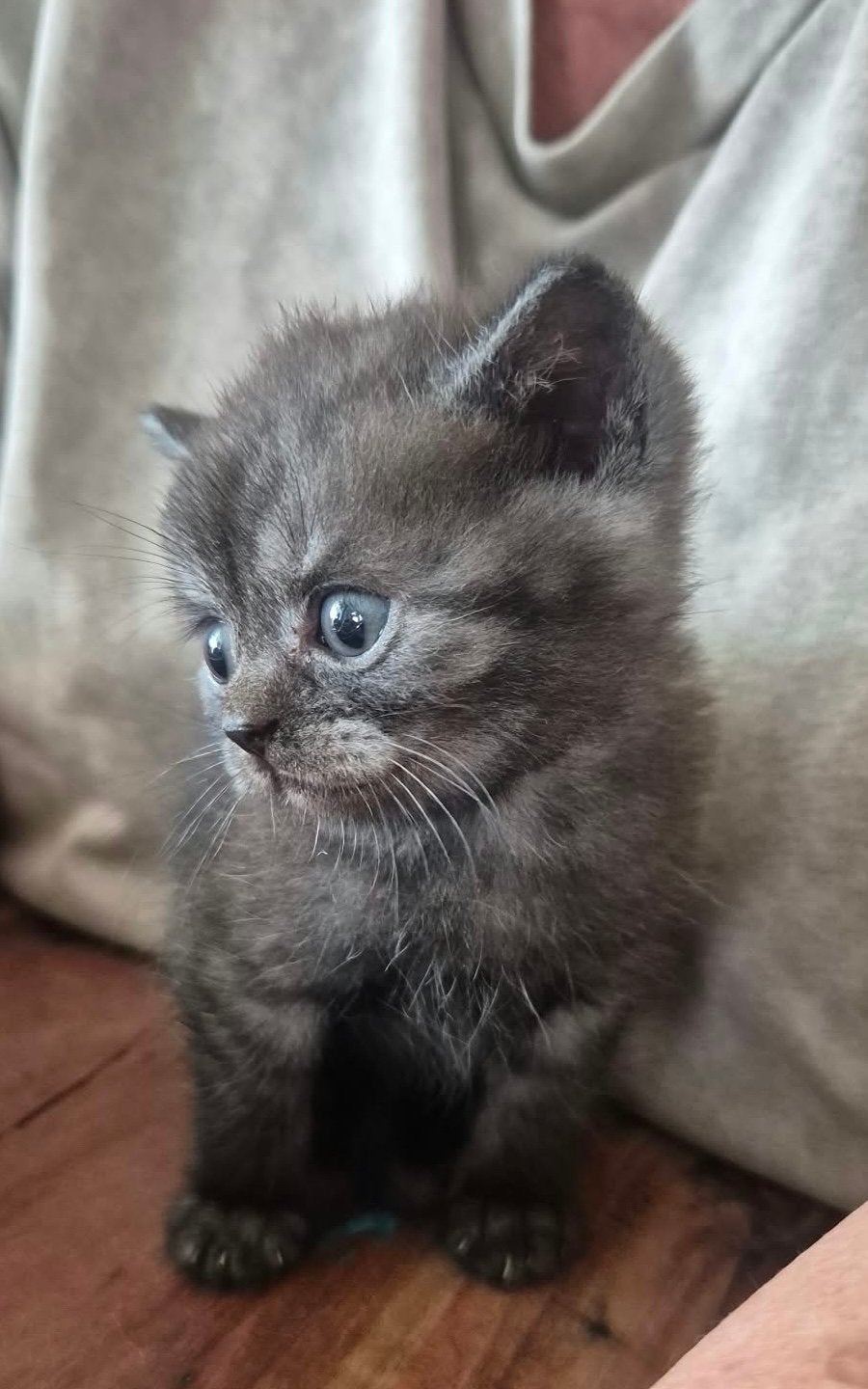 Britse korthaar kittens, Dieren en Toebehoren, Meerdere dieren, Ontwormd, 0 tot 2 jaar