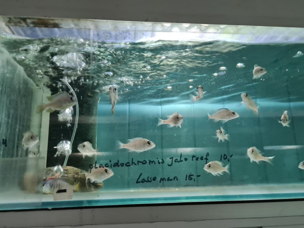 Placidochromis Jalo Reef Malawi Cichliden, Dieren en Toebehoren, Vis, Zoetwatervis