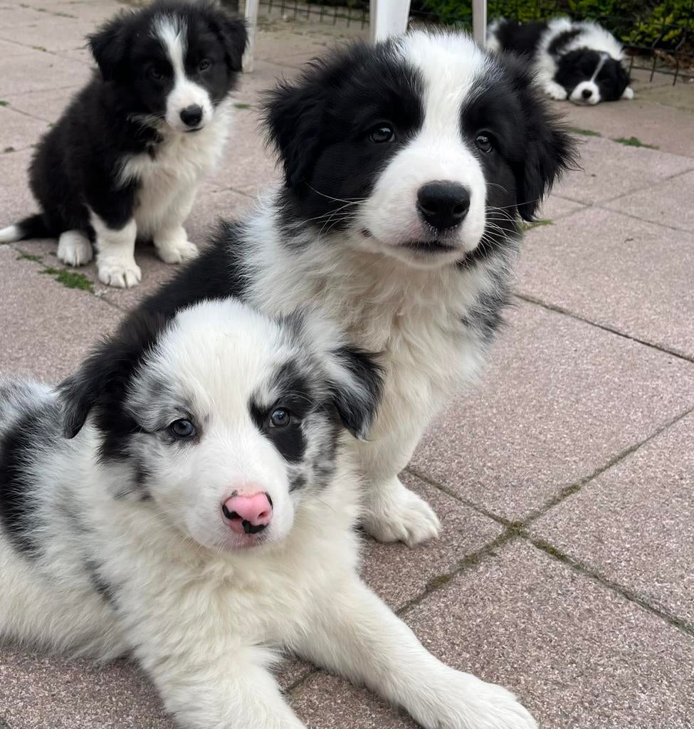 Border collie pups, Dieren en Toebehoren, 8 tot 15 weken, Collie, Meerdere, Meerdere dieren