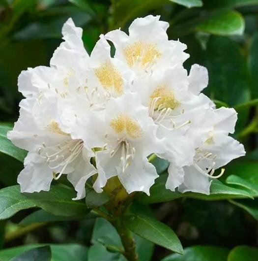 Rhododendron, Rhododendron groot, vaste plant, Vaste plant, Halfschaduw, Lente, Ophalen