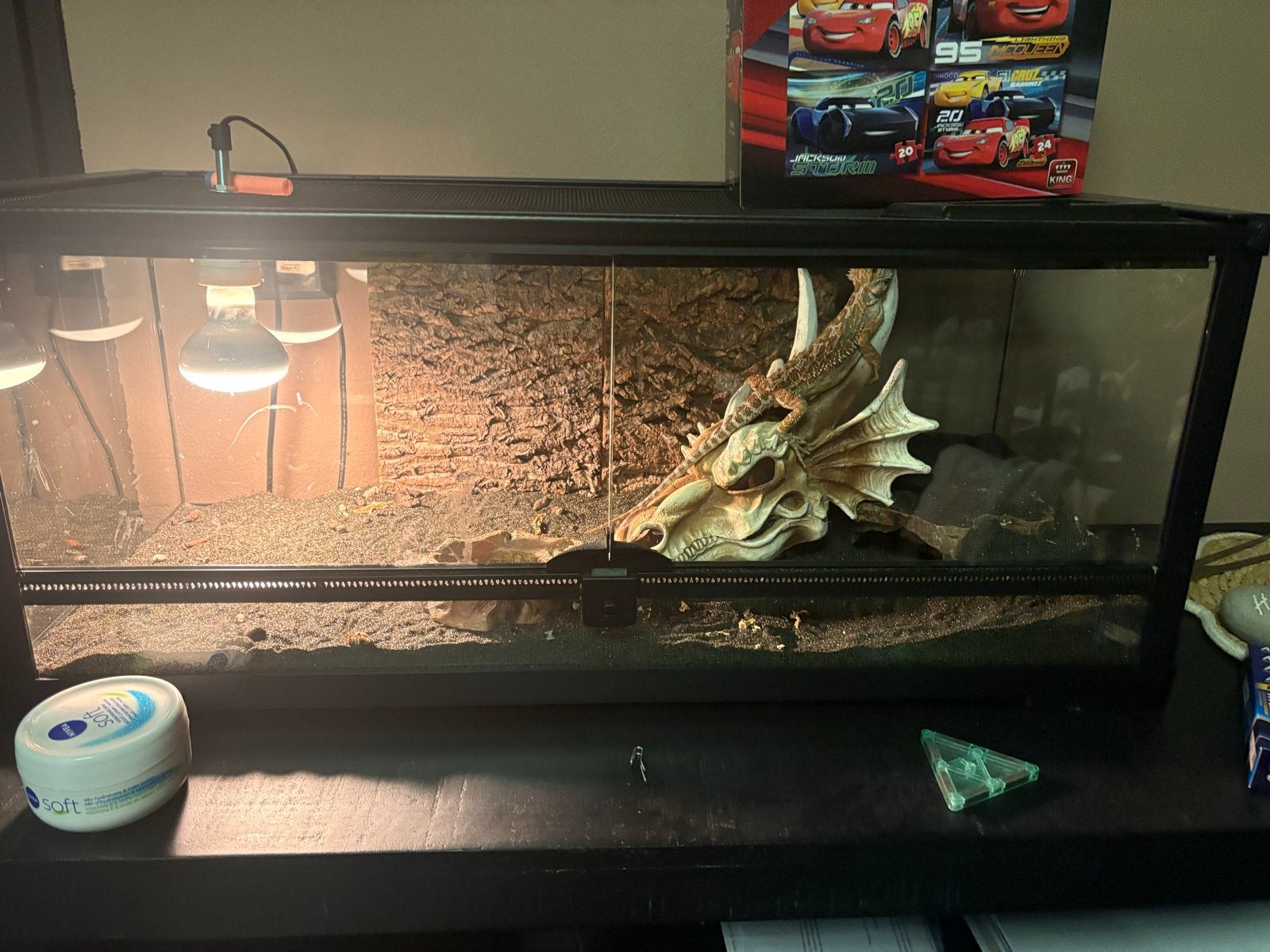 baardagaam (Pogona vitticeps Bearded Dragon photo 4