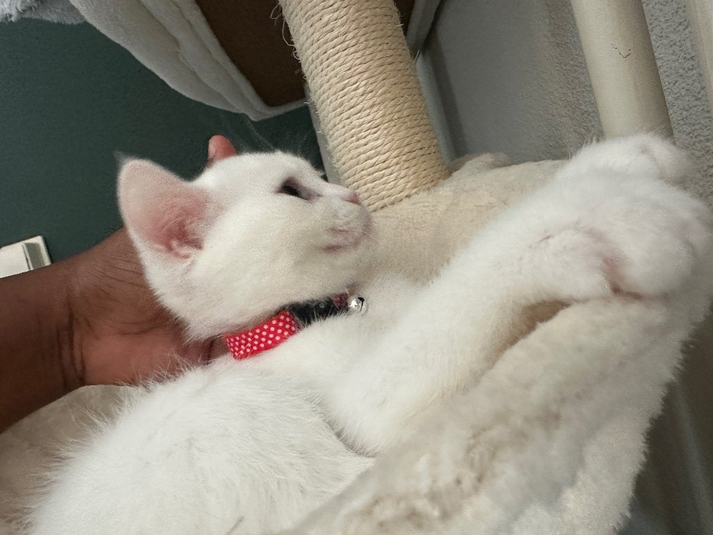Prachtige witte Britse korthaar Bella, Poes, Ontwormd, 0 tot 2 jaar