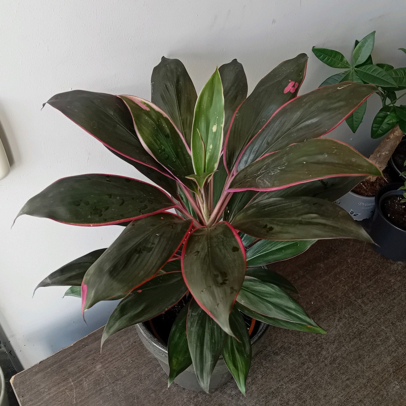 Kamerplant 50cm cordyline, Ophalen, Overige soorten, Halfschaduw, In pot