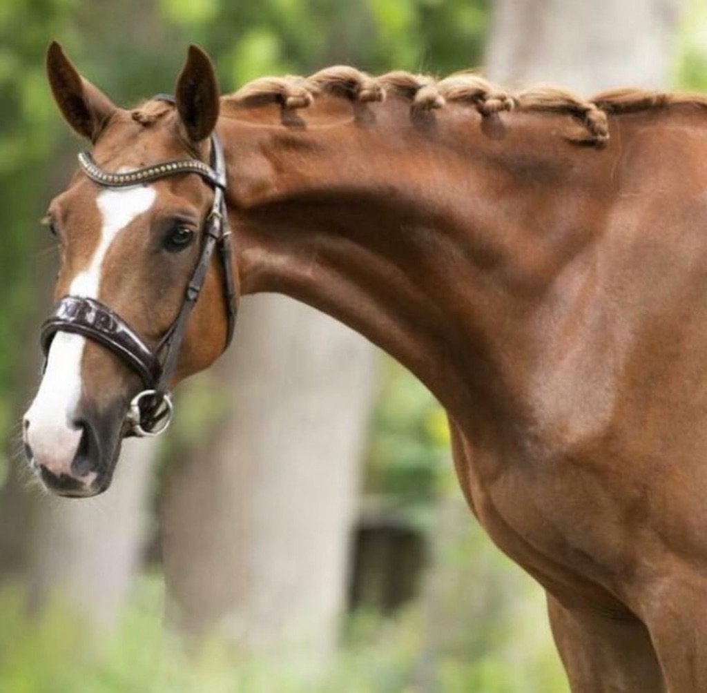 Super lieve, brave E pony te koop!, E pony (1.48m - 1.57m), Met stamboom, Ruin, Niet van toepassing