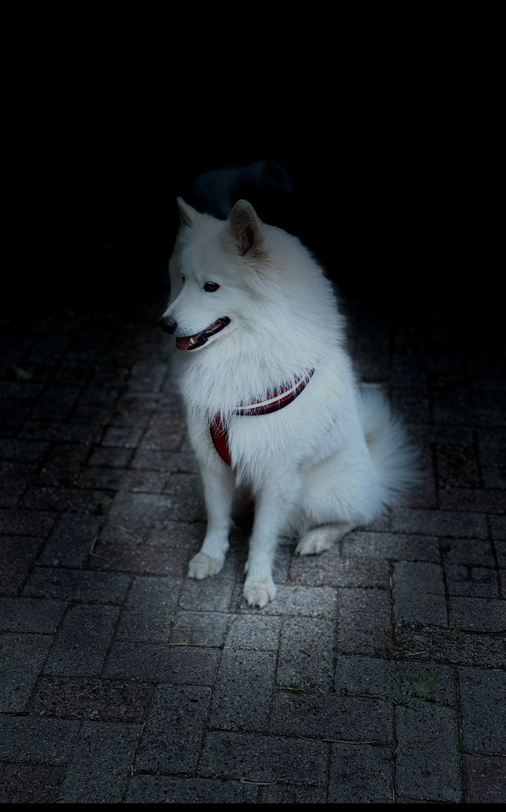 Samojeed Reu, 6 jaar of ouder, Parvo, Eén hond, Nederland