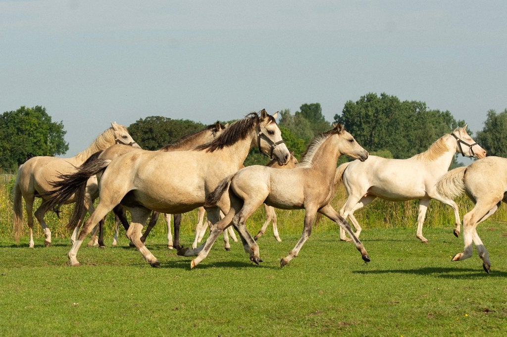 Zes bijzondere NRPS-veulens uit bewezen sportlijnen, Met stamboom, 0 tot 2 jaar, Onbeleerd, Meerdere dieren