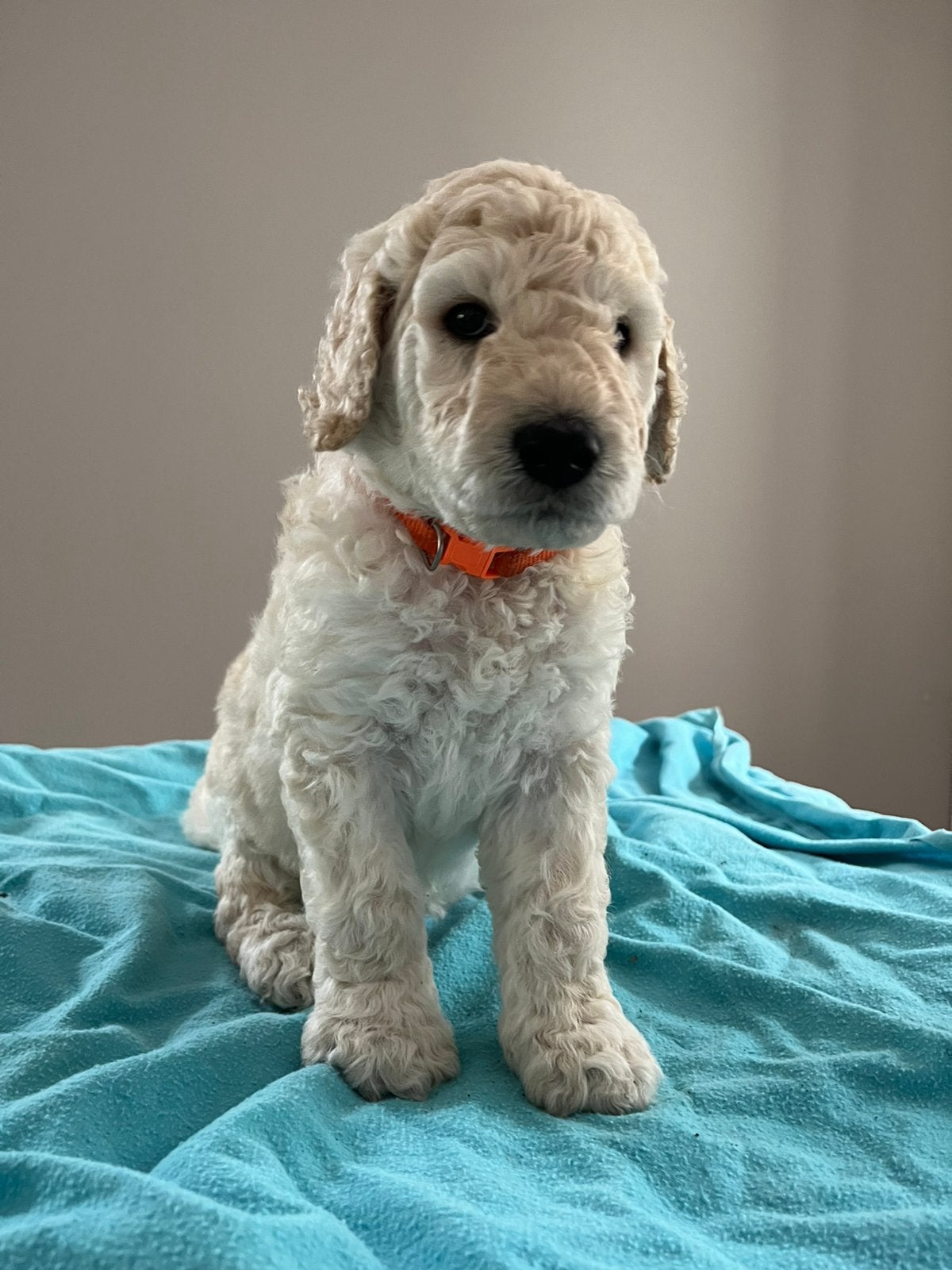 Labradoodle pups  wit en zwart, Overige rassen, 8 tot 15 weken, Parvo, Meerdere