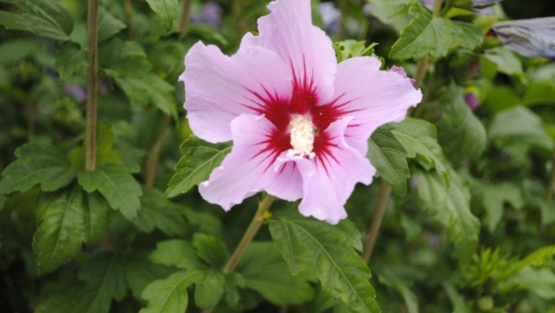 Hibiscus, Volle zon, Vaste plant, Zomer, Ophalen