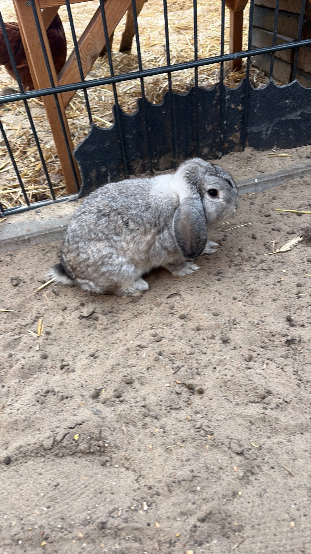 Hangoor ram gezocht!, Mannelijk, Groot, Hangoor