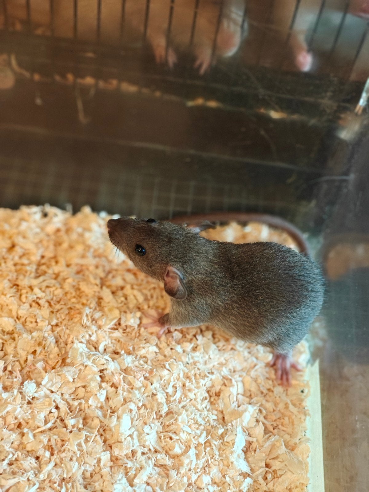 2 tamme rittens man te koop #, Dieren en Toebehoren, Knaagdieren, Rat, Mannelijk, Mei, Tam