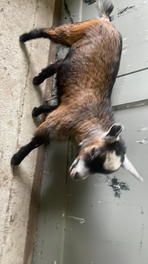 Dwergeitbok, Dieren en Toebehoren, Mannelijk, Geit, 0 tot 2 jaar