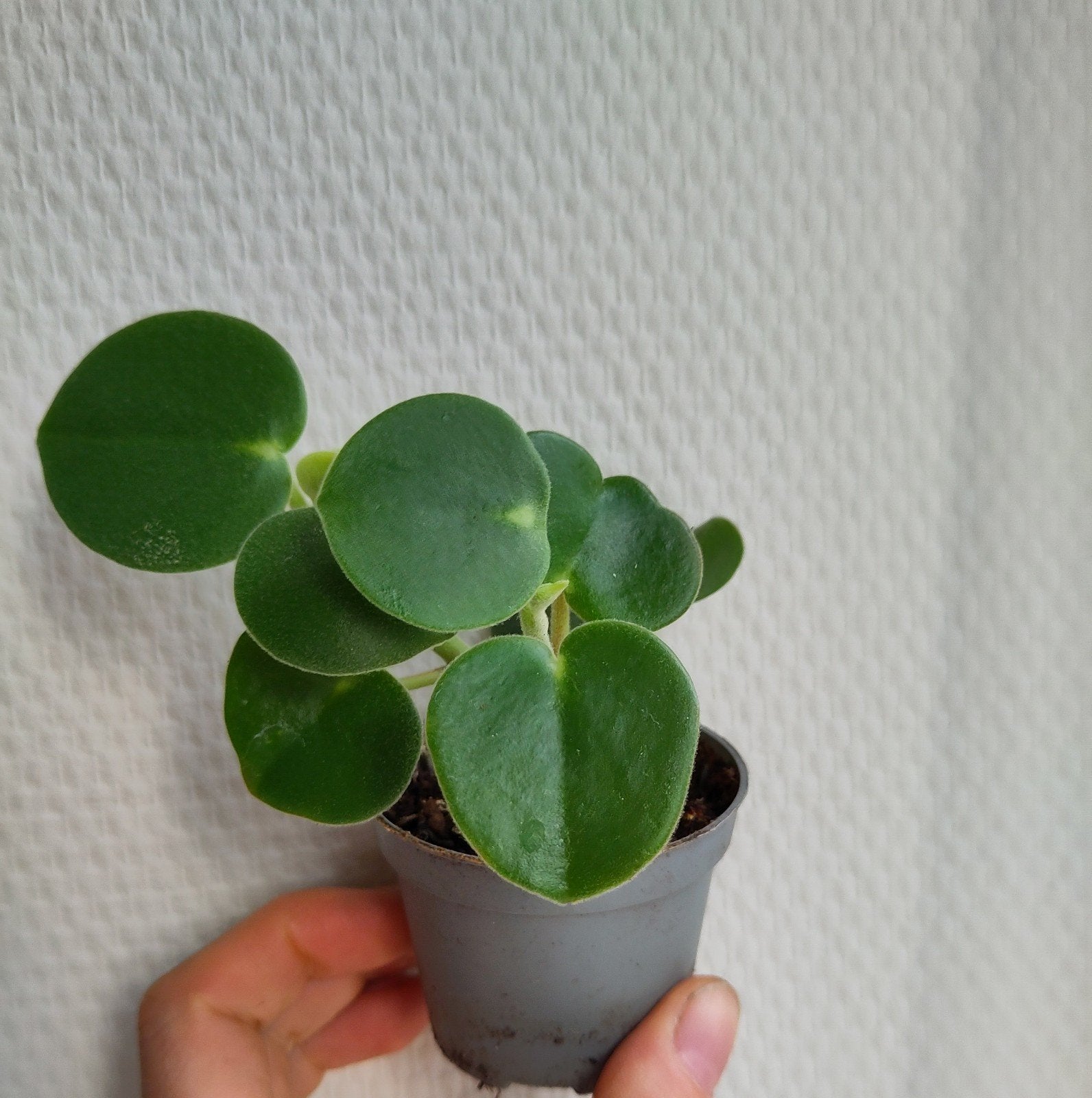 stekjes peperomia incana - plant met zachte bladeren, Ophalen of Verzenden, Halfschaduw, Minder dan 100 cm