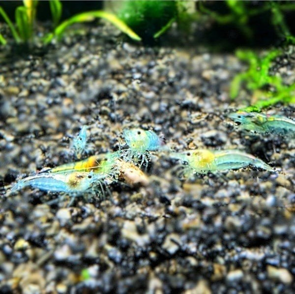 Neocaridina Blue Jelly garnalen | Aquarium garnalen, Dieren en Toebehoren, Kreeft, Krab of Garnaal