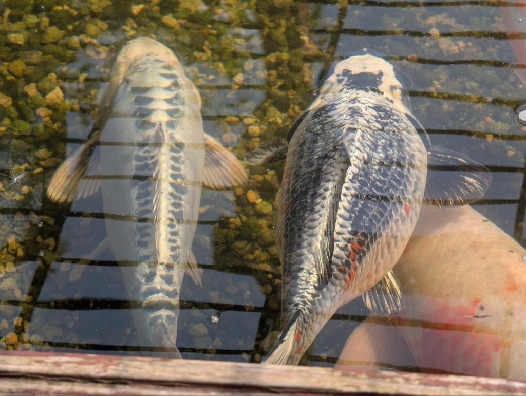 Koi karpers, Karper of Koi