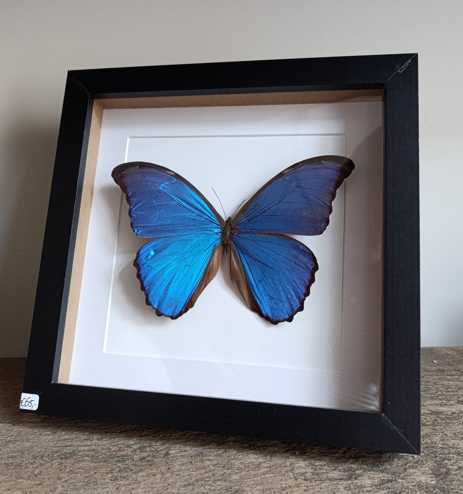 Vlinder - Morpho Didius – Zelf geprepareerd in lijst!, Ophalen, Glas, Zwart, Met glas