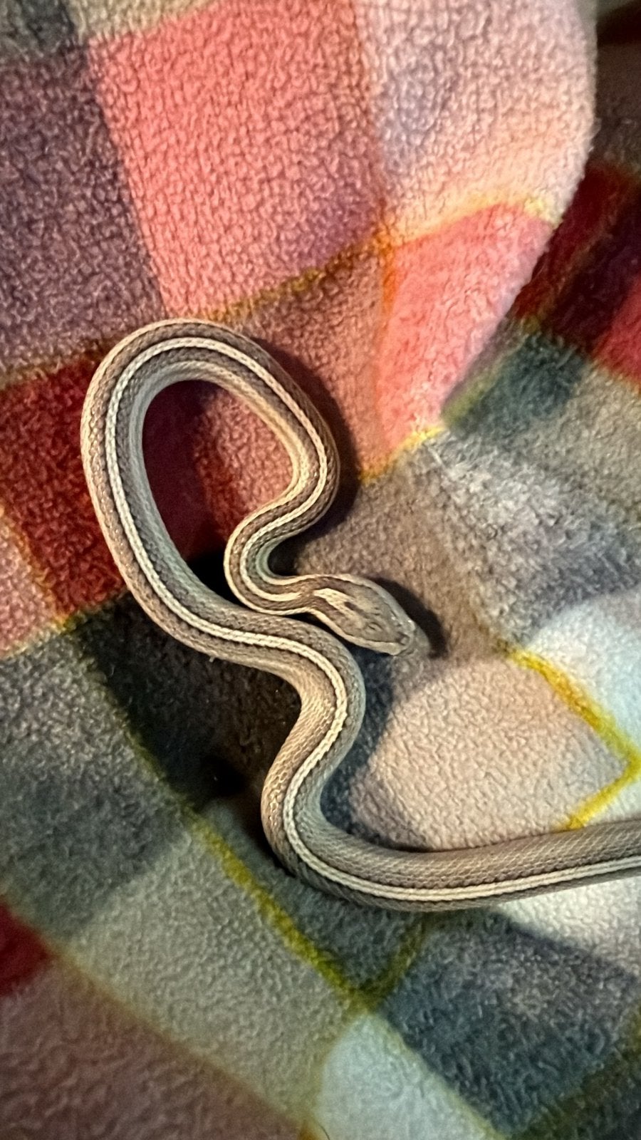 Pantherophis guttatus (korenslang/rattenslang) Corn Snake - female for sale from Corvo