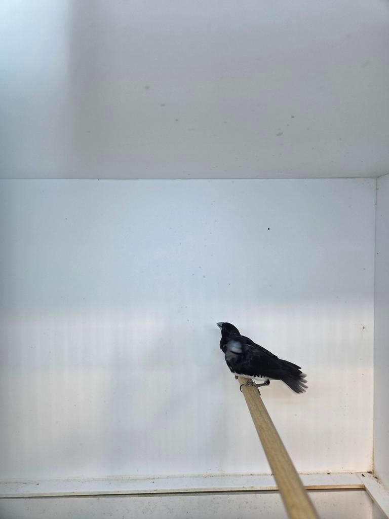 Glanseksters, Dieren en Toebehoren, Geslacht onbekend