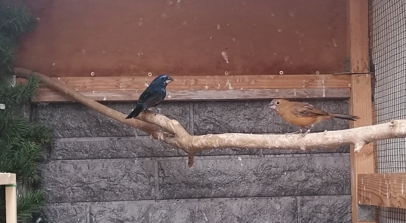 koppel Braziliaanse blauwe bisschoppen, Meerdere dieren, Tropenvogel, Geringd