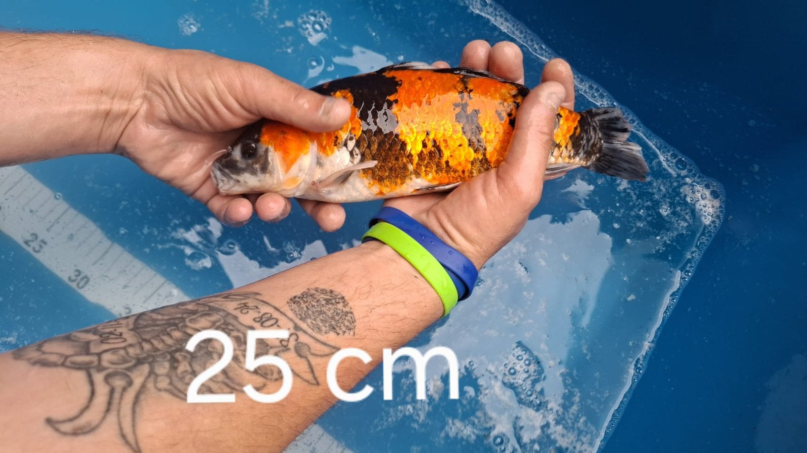 Mooie koi karper, Karper of Koi