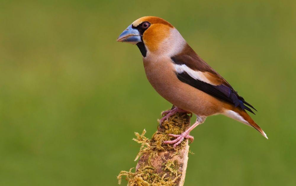 Gezocht: Vogels voor in buitenvolière, Meerdere dieren, Wildzangvogel