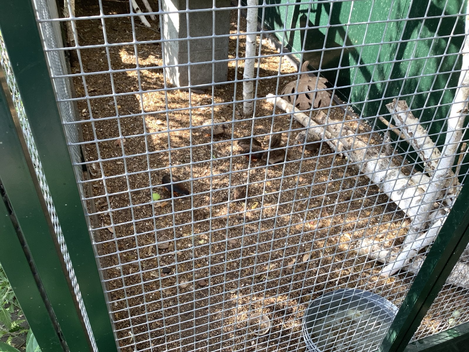Chinese dwergkwartels, Meerdere dieren