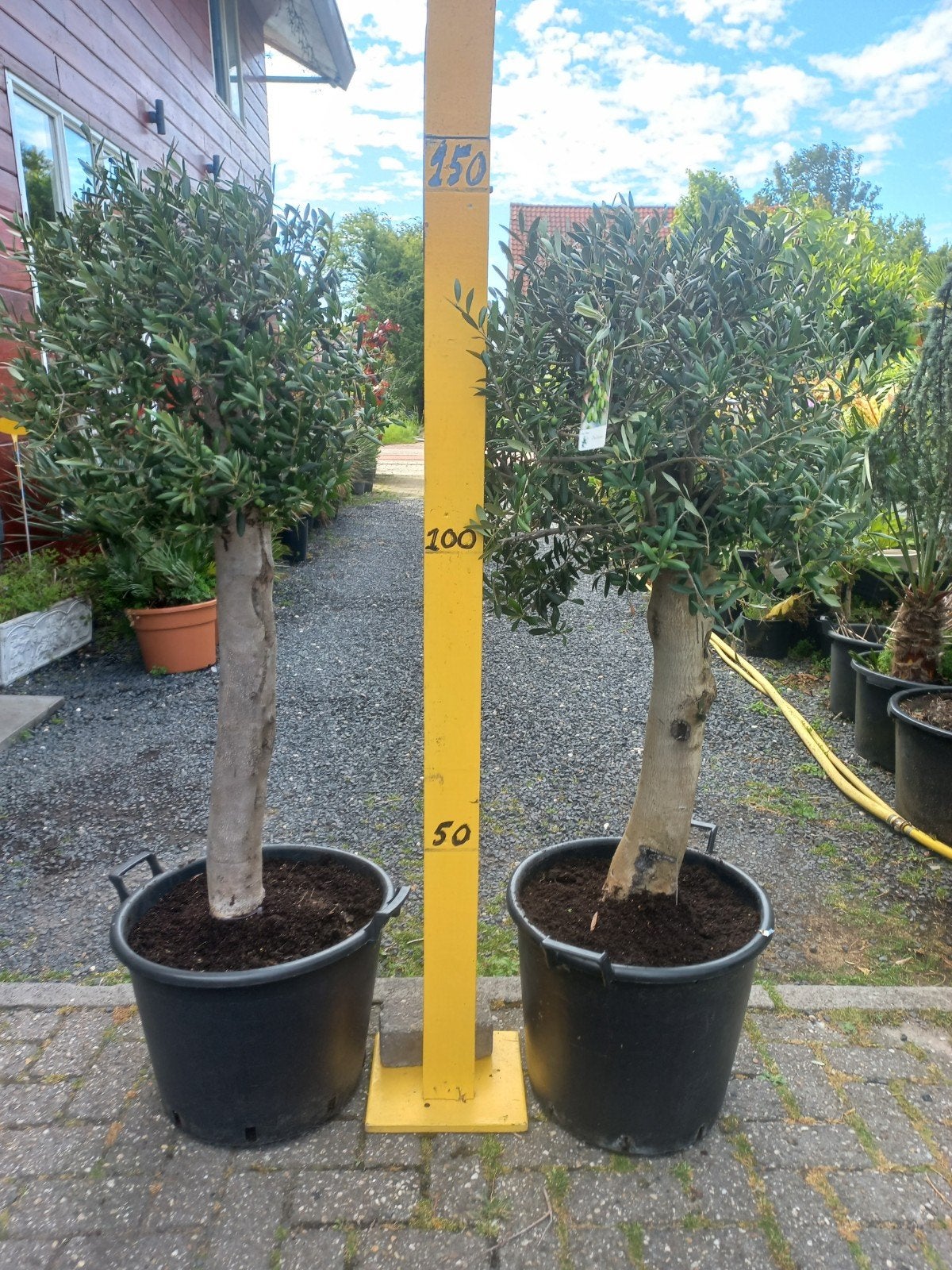 Olijfboom op stam - Olea europaea, dikke stam, grote kop., Volle zon, Vaste plant, Bloeit niet, Ophalen