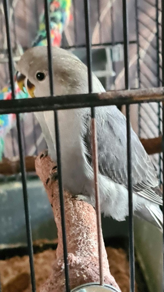 te koop 2 jonge grijze agapornis fischery, Geslacht onbekend, Dwergpapegaai of Agapornis, Geringd