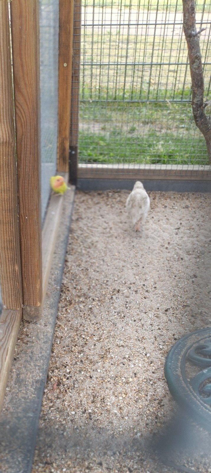Celladon kwartels, Meerdere dieren, Overige soorten