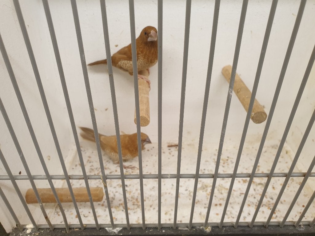 Twee koppels japanse meeuwtjes japanse meeuwen meeuw, Dieren en Toebehoren, Vogels | Overige Vogels, Meerdere dieren, Tropenvogel