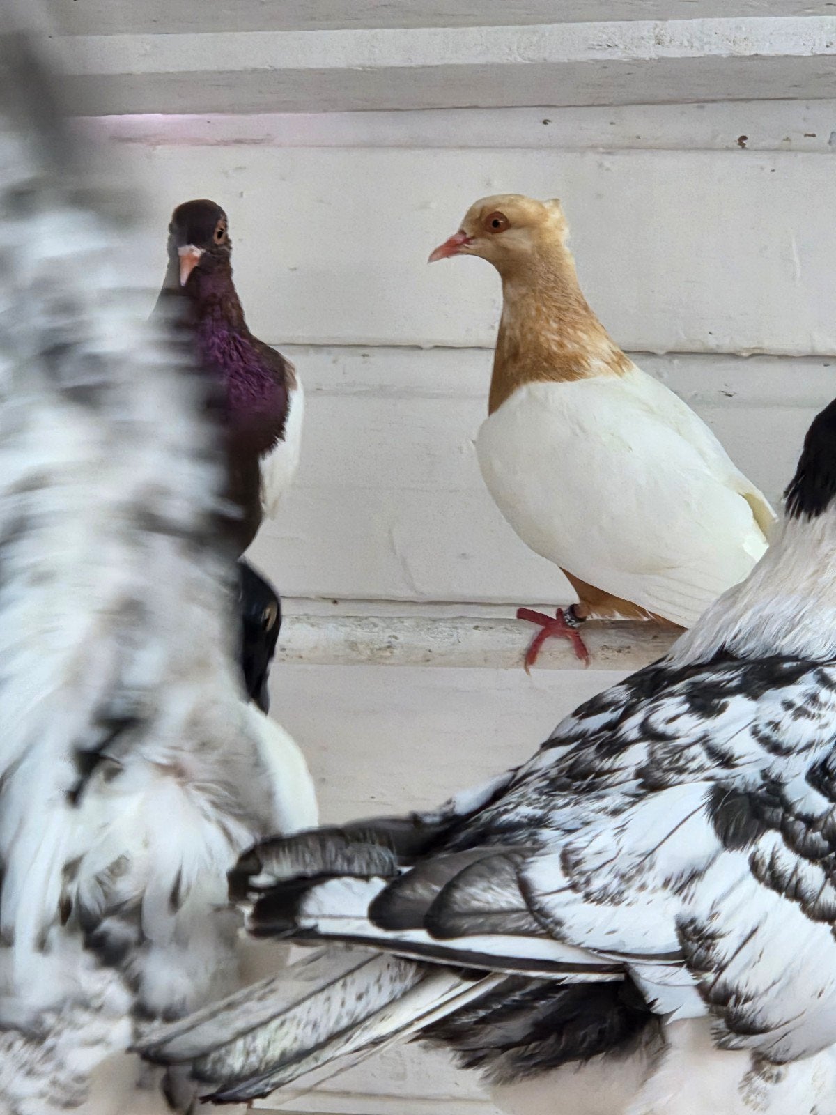 2 koppel vink duiven witvleugels, Meerdere dieren, Overige soorten
