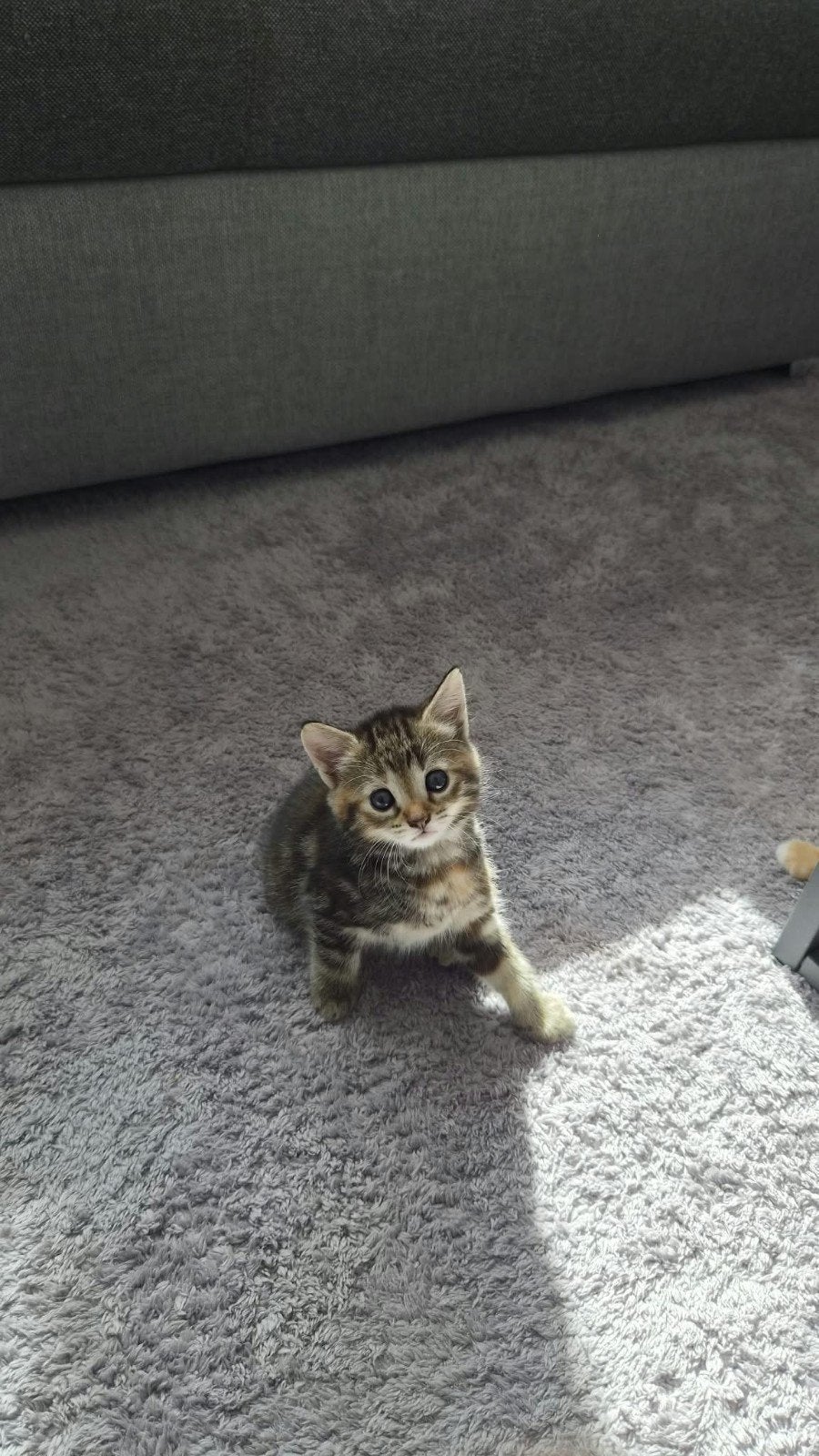 moederpoes met 7 kittens-goed verzorgd, Meerdere dieren, Kortharig, 0 tot 2 jaar