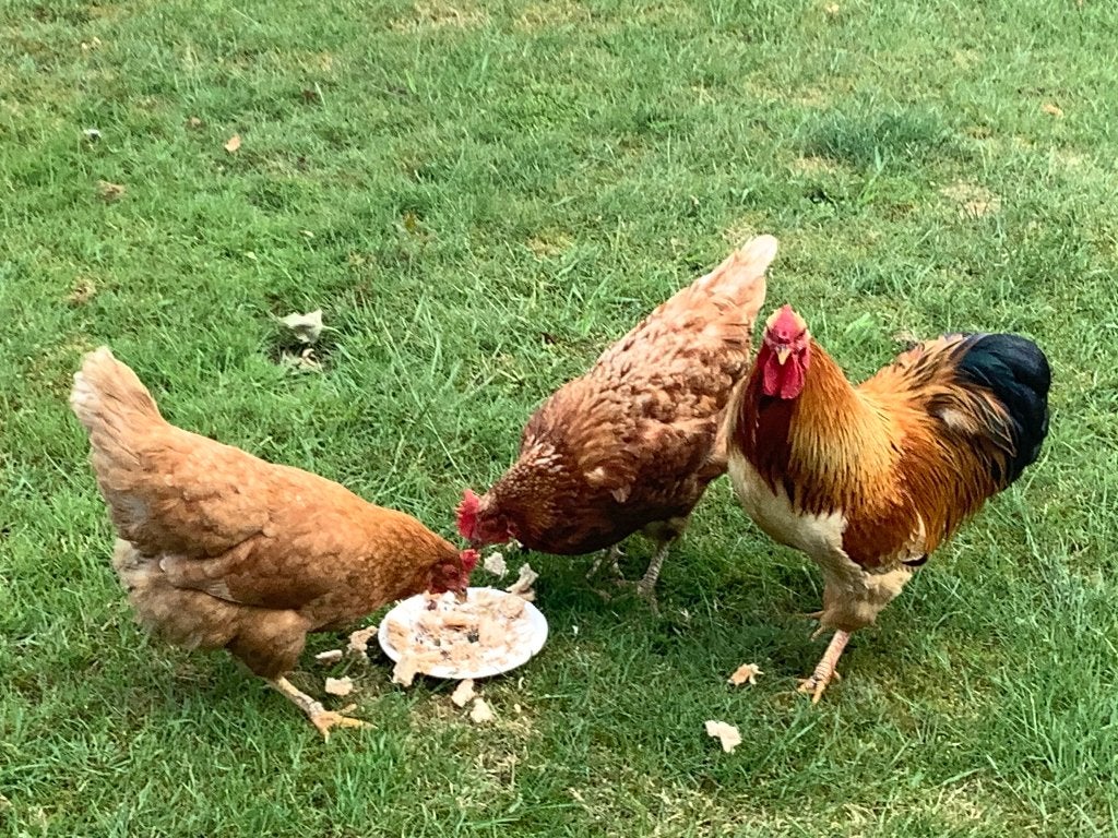 Kippen, Vrouwelijk, Kip