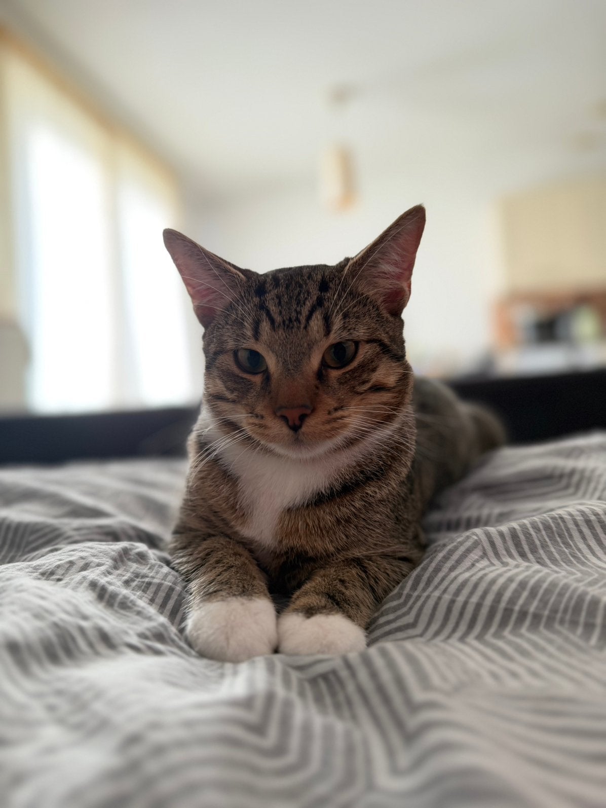 Kitten, Kater, 0 tot 2 jaar