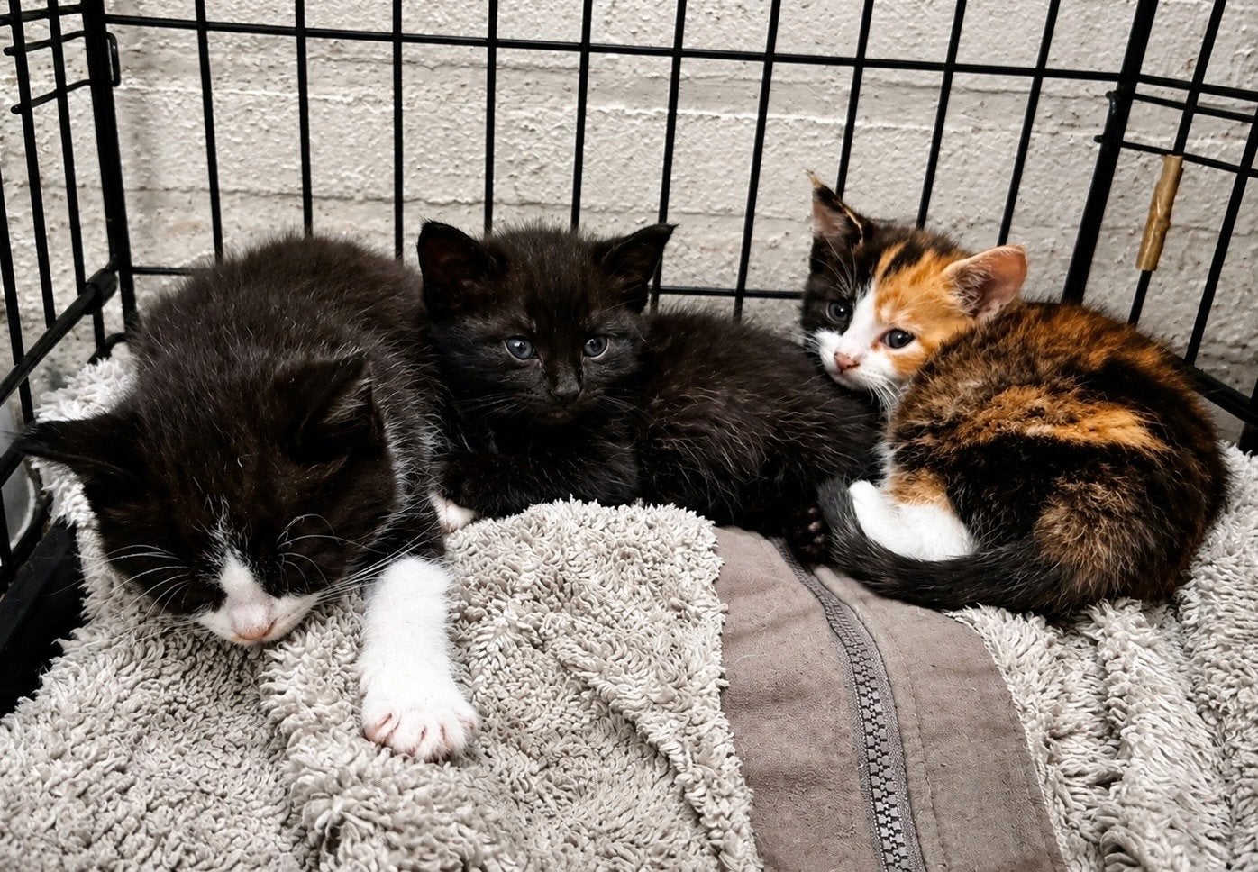 Lieve kittens zoeken een nieuw thuis, Dieren en Toebehoren, Katten en Kittens | Overige Katten, Poes