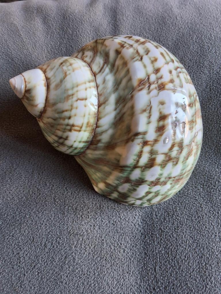 Grote schelp turbo marmoratus  tulband schelp 10cm, Verzamelen, Mineralen en Fossielen, Ophalen of Verzenden