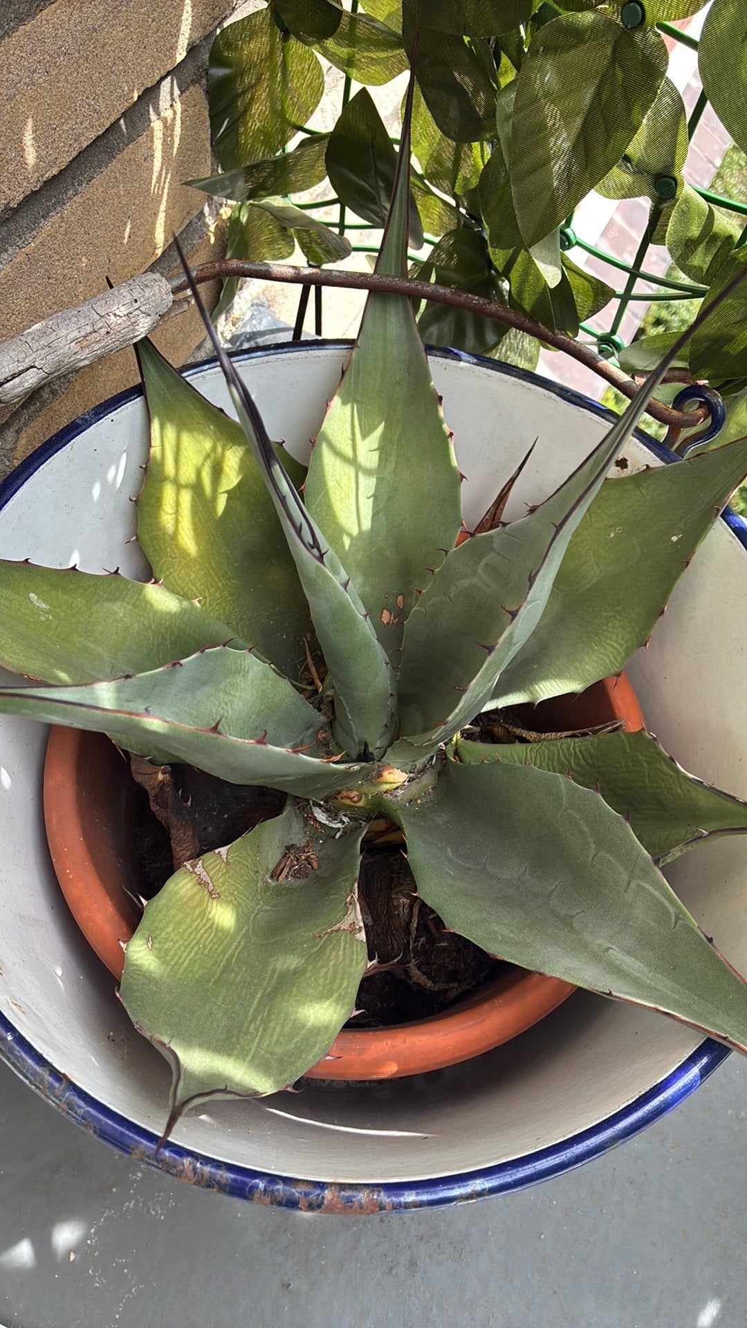 Grote volwassen Agave, Tuin en Terras, Ophalen, Bloeit niet, Overige soorten, Volle zon