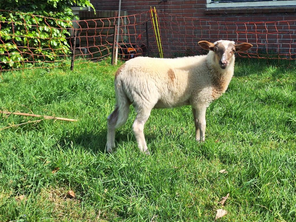 Mooie Schoonebeker ram, Dieren en Toebehoren, Mannelijk, Schaap
