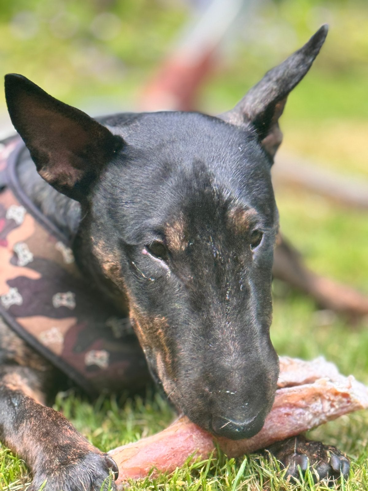 Speelkameraadje mini bullterrier gezocht, Dieren en Toebehoren, Honden | Jack Russells en Terriërs, Particulier, 15 weken tot 1 jaar