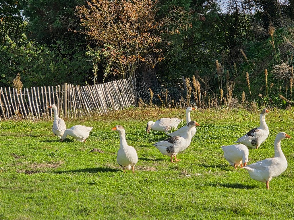 Ganzen te koop, Dieren en Toebehoren, Meerdere dieren, Gans of Zwaan