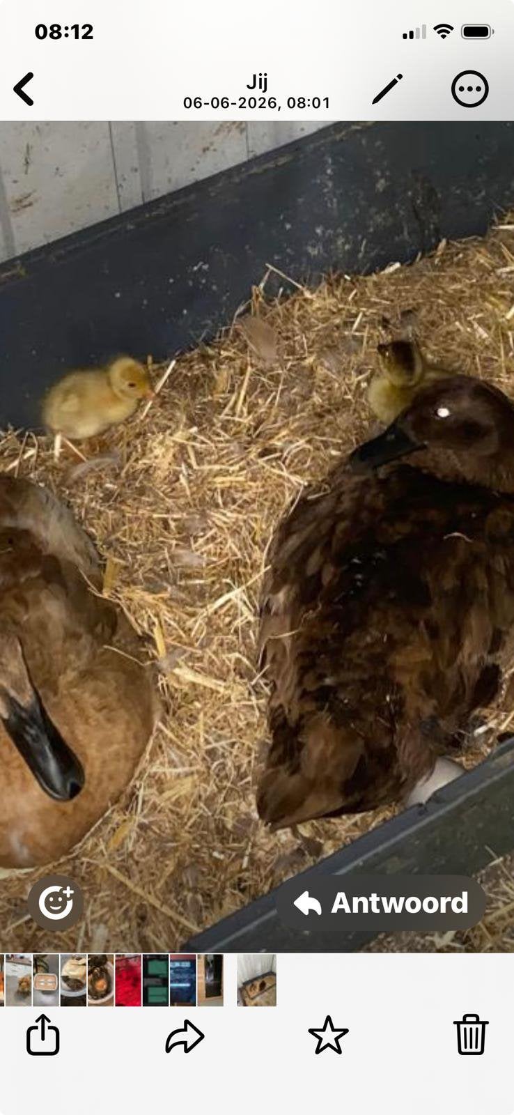 Loopeend, woerden, eieren, Dieren en Toebehoren, Pluimvee, Eend, Mannelijk