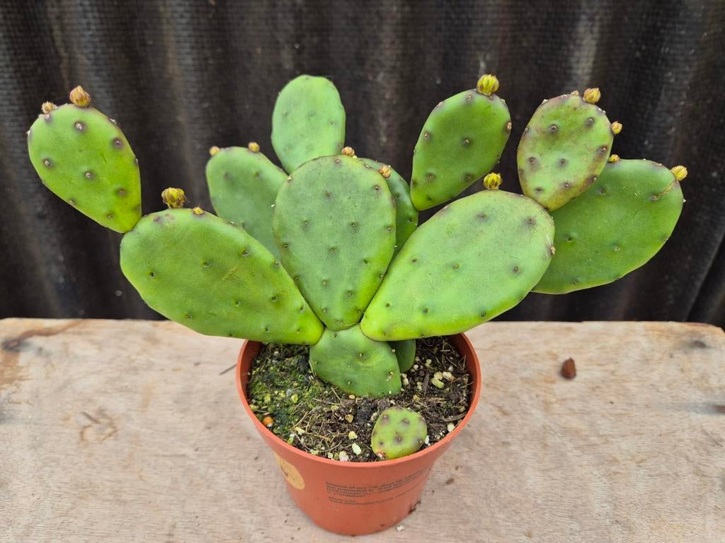 Opuntia humifusa p10