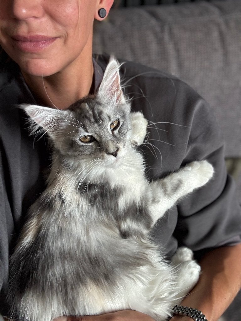 Kitten Maine coon, Poes, Gechipt, 0 tot 2 jaar