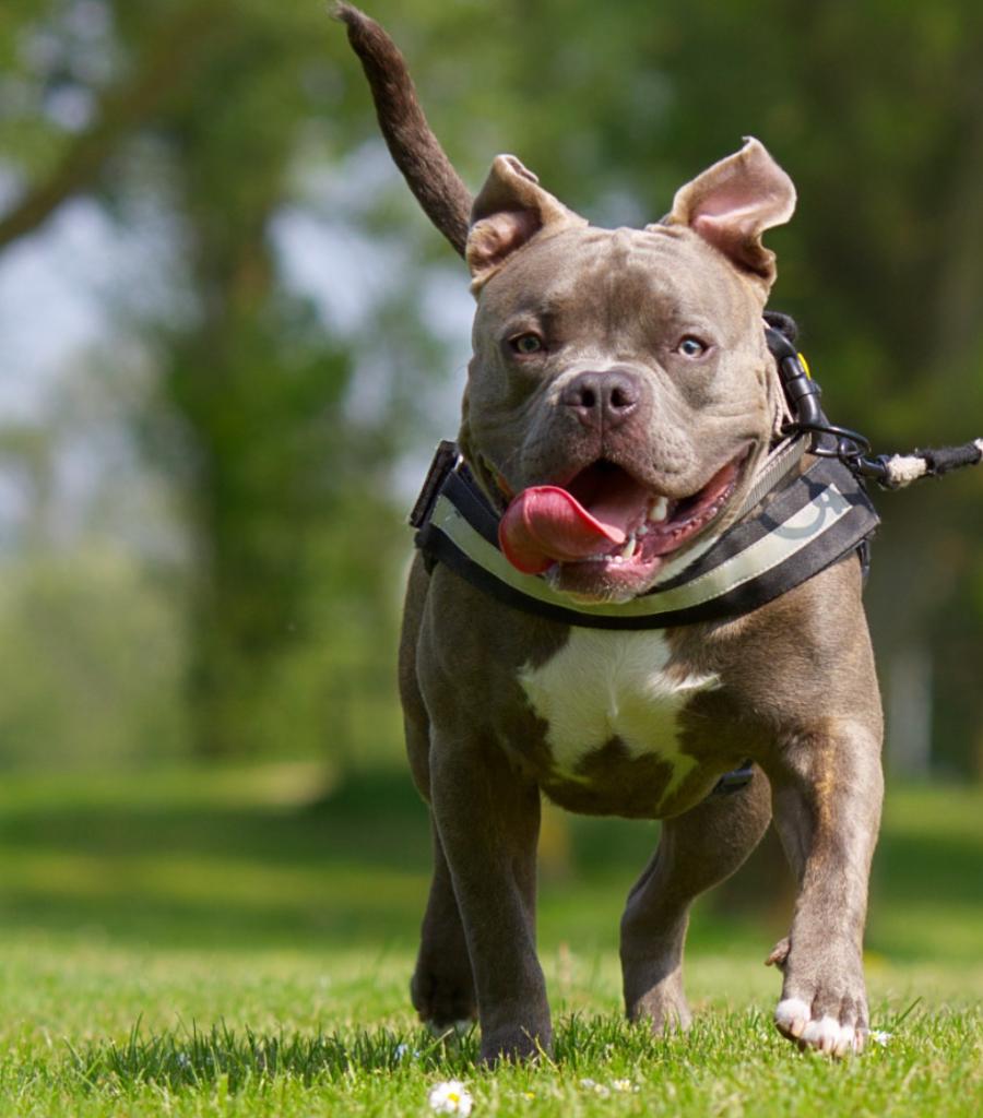 Dekreu Amerikaanse Bully, Dieren en Toebehoren, Honden | Dekreuen, Reu, Parvo, Eén hond, 3 tot 5 jaar