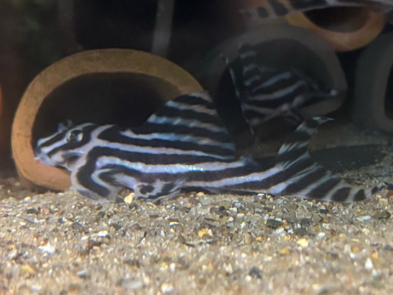 Hypancistris zebra L46 mannen